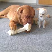 Dogue de bordeaux Murphy