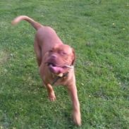 Dogue de bordeaux Murphy