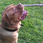 Dogue de bordeaux Murphy