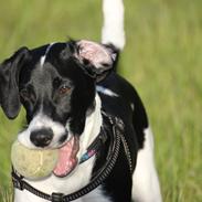 Blanding af racer Buller