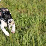 Blanding af racer Buller