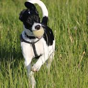 Blanding af racer Buller