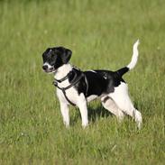 Blanding af racer Buller