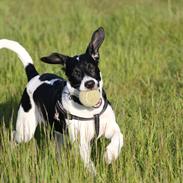 Blanding af racer Buller