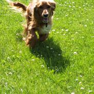 Cocker spaniel Luna