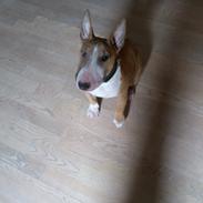 Bullterrier miniature Chica