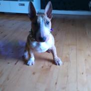 Bullterrier miniature Chica