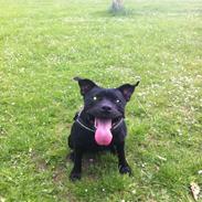 Staffordshire bull terrier Vega/Tøsse