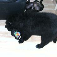 Newfoundlænder Trunte