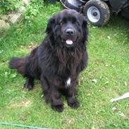 Newfoundlænder Trunte