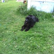 Newfoundlænder Trunte