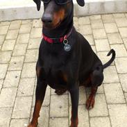 Dobermann Logan