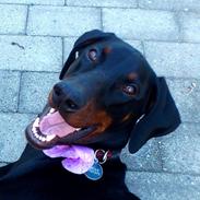 Dobermann Logan