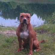 Staffordshire bull terrier Gry