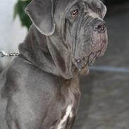 Mastino napoletano Anne von Steinteich