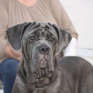 Mastino napoletano Anne von Steinteich