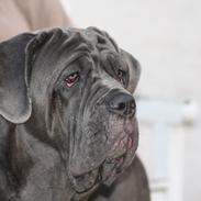 Mastino napoletano Anne von Steinteich