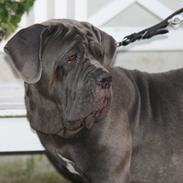 Mastino napoletano Anne von Steinteich