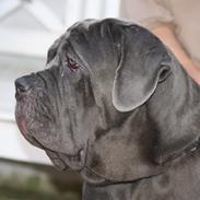 Mastino napoletano Anne von Steinteich