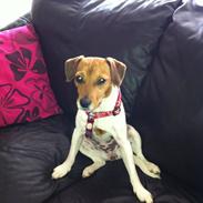 Dansk svensk gaardhund Amber