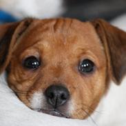 Dansk svensk gaardhund Amber