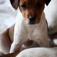 Dansk svensk gaardhund Amber