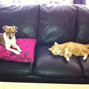 Dansk svensk gaardhund Amber