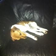 Dansk svensk gaardhund Amber