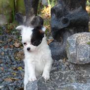 Chihuahua Emma's Paplo *Cody*