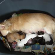 Chihuahua Emma's Paplo *Cody*