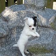 Chihuahua Emma's Paplo *Cody*