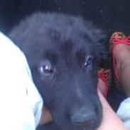 Blanding af racer Zigo