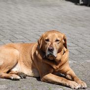 Labrador retriever Timon