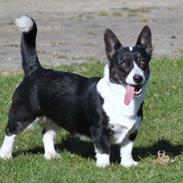 Welsh corgi cardigan Aasteds Cinderella aka. Cindy