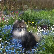 Pomeranian Hvidholm's Scheik