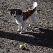 Kooikerhondje Monty-Folmer