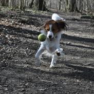 Kooikerhondje Monty-Folmer