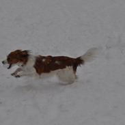 Kooikerhondje Monty-Folmer