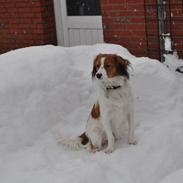 Kooikerhondje Monty-Folmer