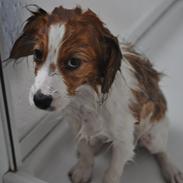 Kooikerhondje Monty-Folmer