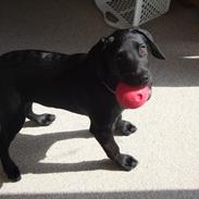 Labrador retriever Sacho