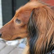 Dværggravhund micky