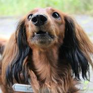 Dværggravhund micky