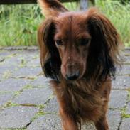 Dværggravhund micky