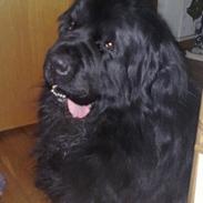 Newfoundlænder romeo