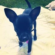 Chihuahua Mokka