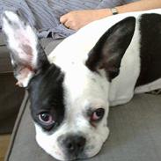 Fransk bulldog Theo