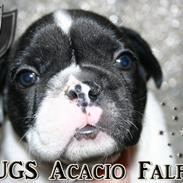 Fransk bulldog HUGS Acacio Falfas "Dalton"