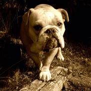 Engelsk bulldog Koma