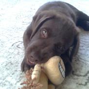 Blanding af racer Kaju